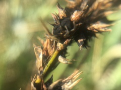 Anthracoidea arenariae