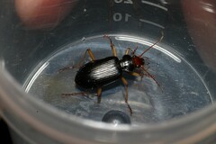 Nebria picicornis