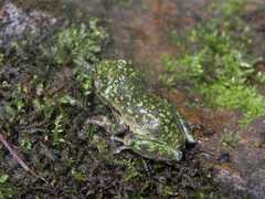 Plectrohyla