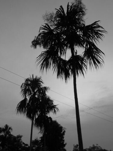Bay palmetto (Sabal mauritiiformis)