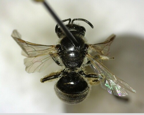 iNaturalist observation photo of Evylaeus