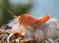 Anacridium aegyptium