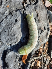Ceratomia amyntor