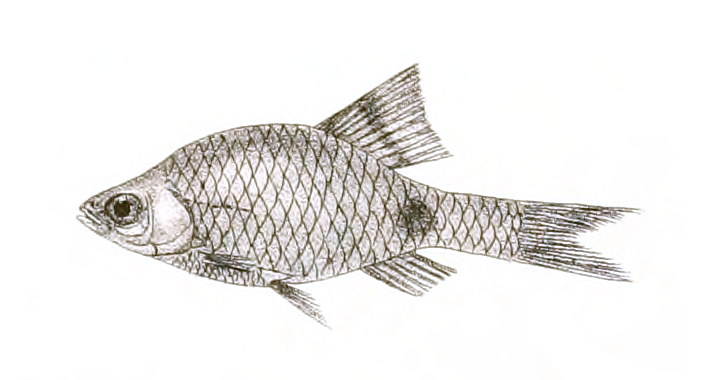 Teri Barb