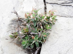 Barleria stimulans