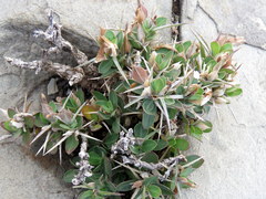 Barleria stimulans