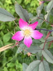 Rosa glauca