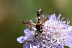 Physocephala vittata