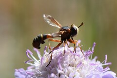 Physocephala vittata