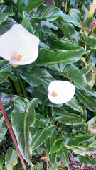Zantedeschia aethiopica