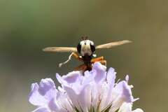 Physocephala vittata