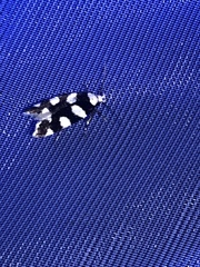 Pseudotelphusa tessella