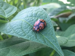 Ogdoecosta biannularis