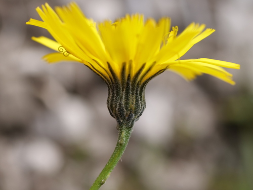 Tolpis staticifolia, photograph 6