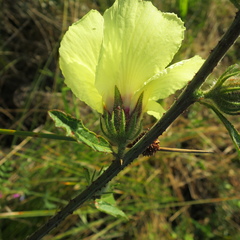 Hibiscus diversifolius diversifolius