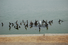 Nannopterum brasilianum