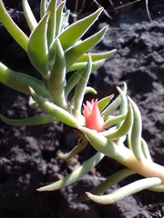 Echeveria coccinea