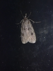 Eudonia truncicolella