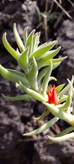 Echeveria coccinea