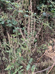 Stachys sylvatica