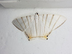 Opisthoxia metargyria