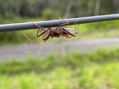 Pristhesancus chlamydatus