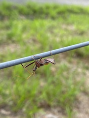 Pristhesancus chlamydatus