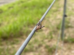 Pristhesancus chlamydatus