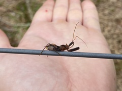 Pristhesancus chlamydatus