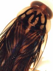 Euphyllodromia amazonensis