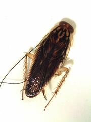 Euphyllodromia amazonensis