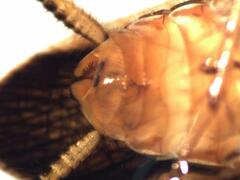 Euphyllodromia amazonensis