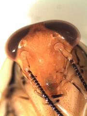 Euphyllodromia amazonensis