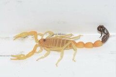 Parabuthus laevifrons