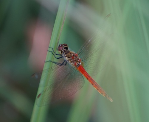 Spotted Darter photo 2