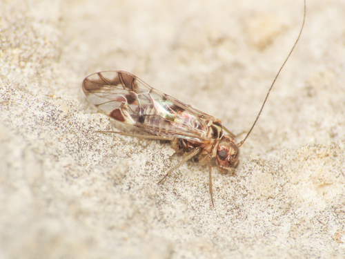 Neopsocus rhenanus