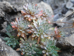 Psammotropha mucronata