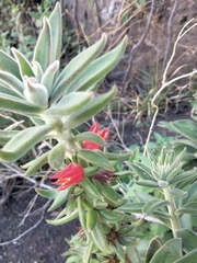 Echeveria coccinea