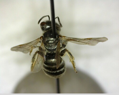 iNaturalist observation photo of Tripartite Sweat Bee