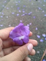 Jacaranda caucana