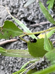 Gastrophysa polygoni