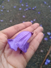Jacaranda caucana
