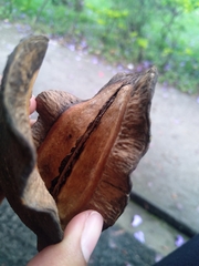 Jacaranda caucana