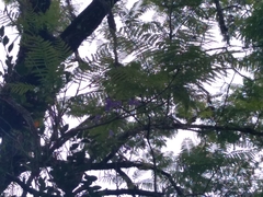 Jacaranda caucana