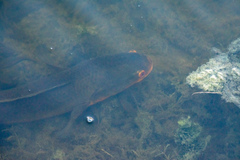 Channa aurolineata