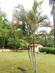 Dypsis lutescens