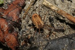 Lacinius ephippiatus