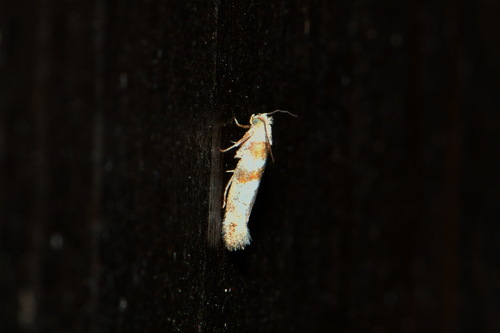 Gold Pine Ermel
