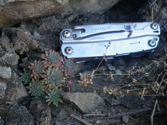 Psammotropha mucronata