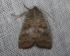 Ipimorpha pleonectusa